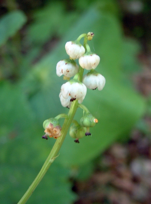 piccola pianta sotto i faggi - Pyrola sp.